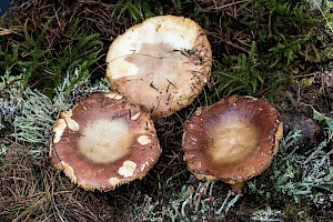 Russula velenovskyi Coral Brittlegill