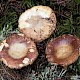 Russula velenovskyi