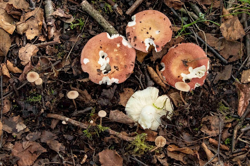 Russula velenovskyi - © Charles Hipkin