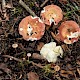 Russula velenovskyi