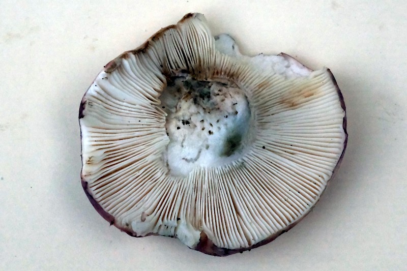 Russula ionochlora - © Charles Hipkin