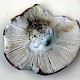 Russula ionochlora