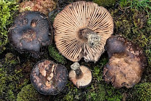 Russula nigricans Blackening Brittlegill