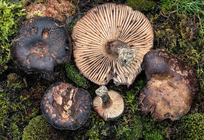 Russula nigricans