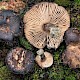 Russula nigricans