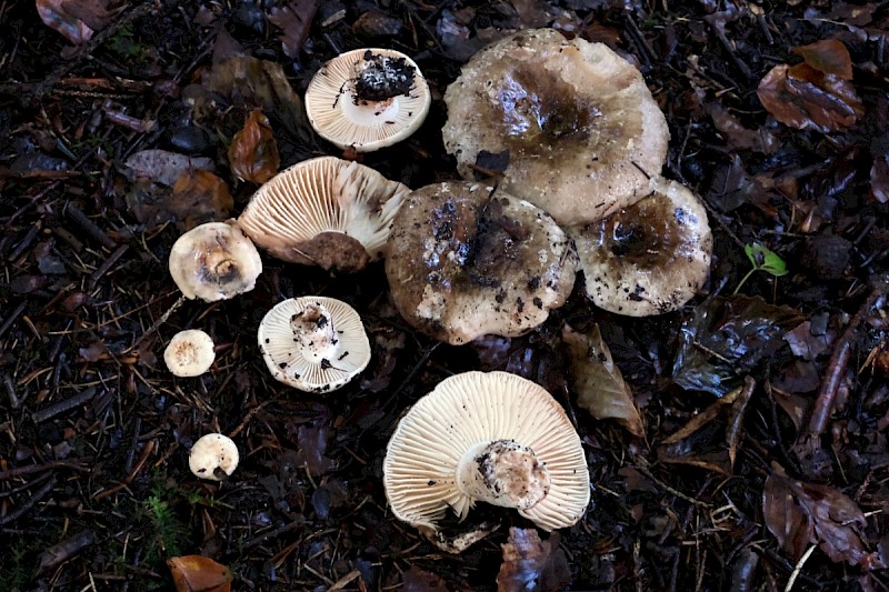 Russula nigricans - © Charles Hipkin