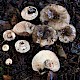 Russula nigricans