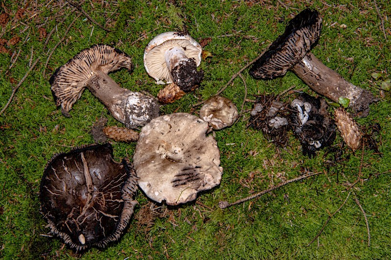 Russula nigricans - © Charles Hipkin