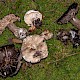 Russula nigricans