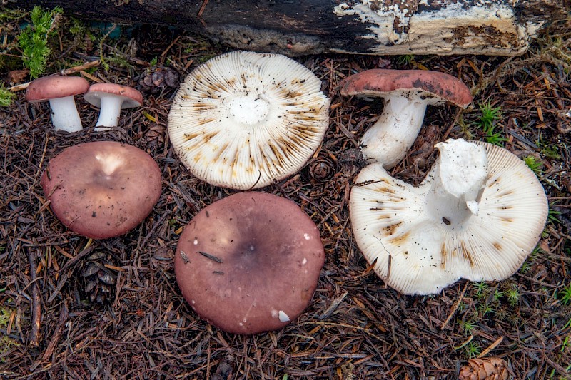 Russula vesca - © Charles Hipkin