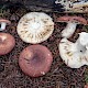 Russula vesca