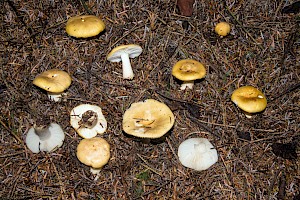 Russula ochroleuca Ochre Brittlegill