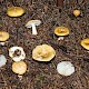 Russula ochroleuca