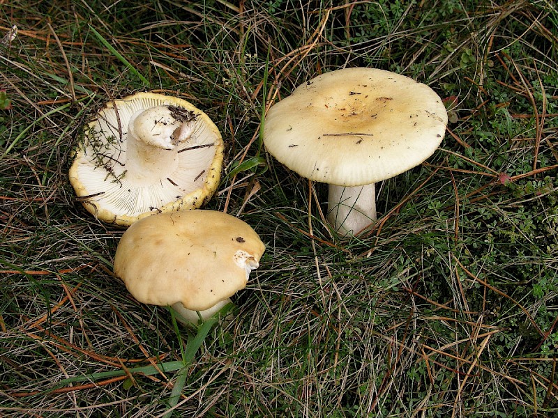 Russula ochroleuca - © Charles Hipkin