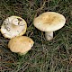 Russula ochroleuca