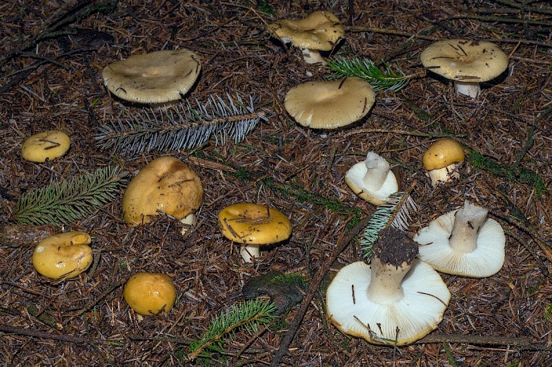 Russula ochroleuca - © Charles Hipkin