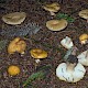 Russula ochroleuca