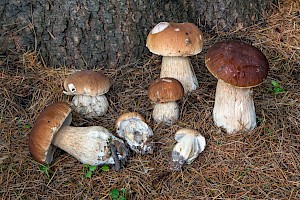 Boletus edulis Penny Bun