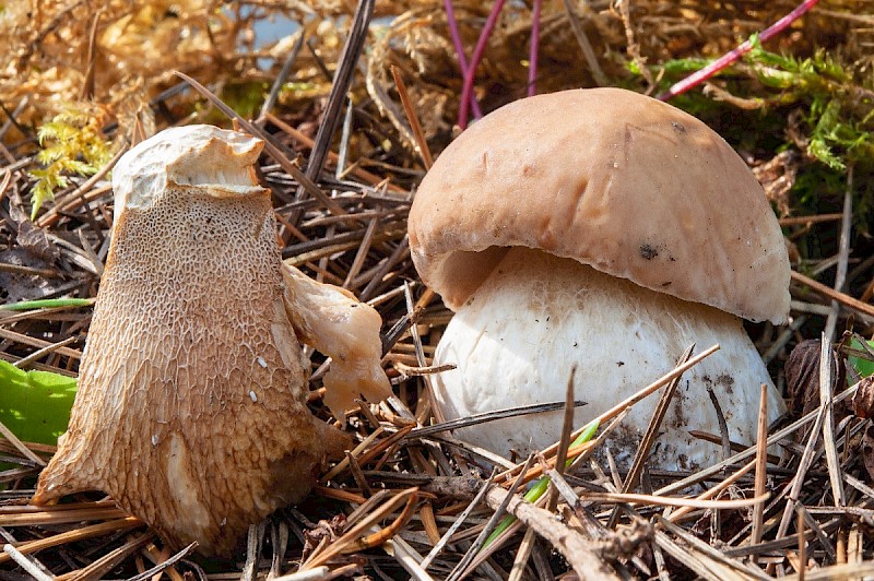 Boletus edulis - © Charles Hipkin