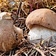 Boletus edulis