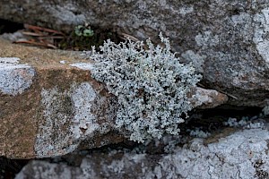 Stereocaulon vesuvianum var. vesuvianum 