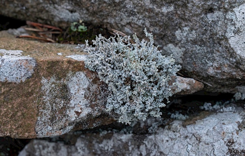 Stereocaulon vesuvianum var. vesuvianum - © Charles Hipkin