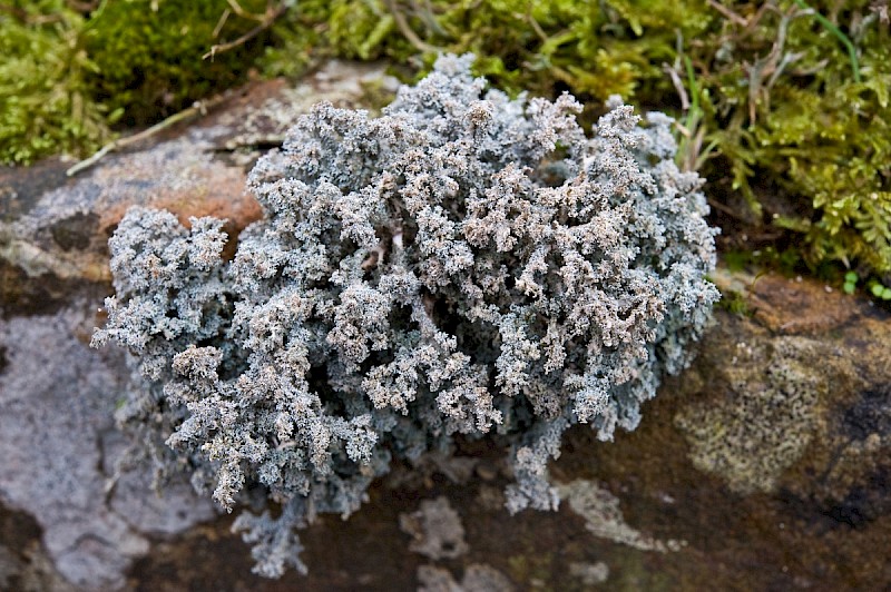 Stereocaulon vesuvianum var. vesuvianum - © Charles Hipkin