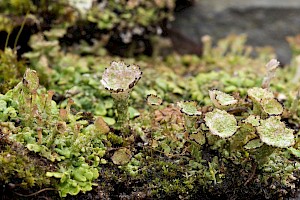 Cladonia pocillum Rosette Pixie Cup