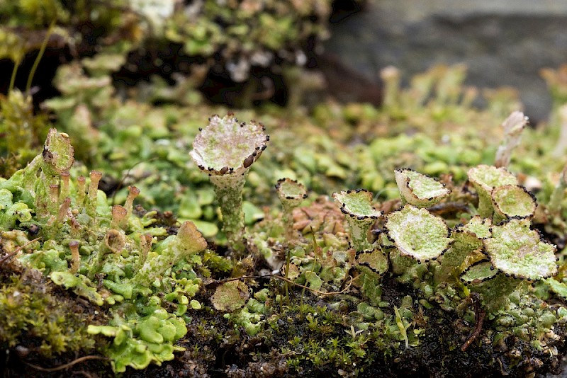 Cladonia pocillum - © Charles Hipkin