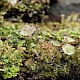 Cladonia pocillum