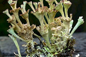 Cladonia cervicornis Buck's-horn Cup Lichen