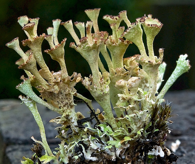 Cladonia cervicornis - © Charles Hipkin