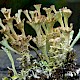 Cladonia cervicornis