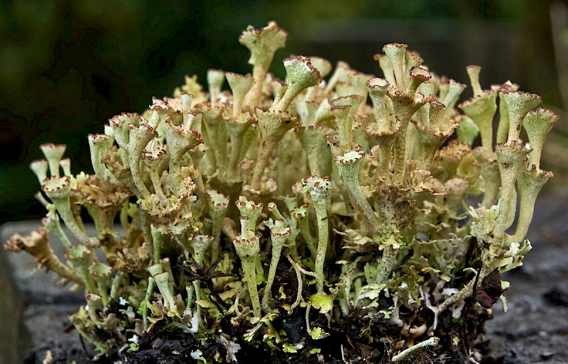 Cladonia cervicornis - © Charles Hipkin