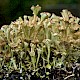 Cladonia cervicornis