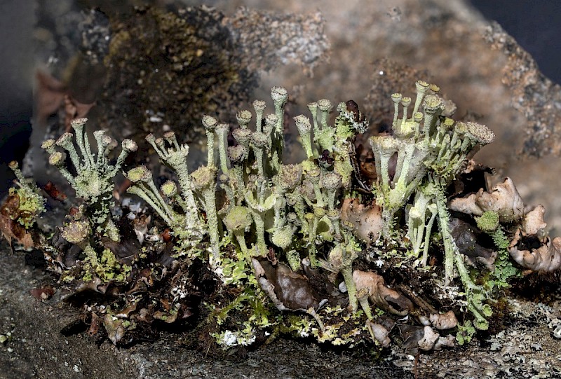 Cladonia cervicornis - © Charles Hipkin