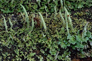 Cladonia coniocraea Common Powderhorn