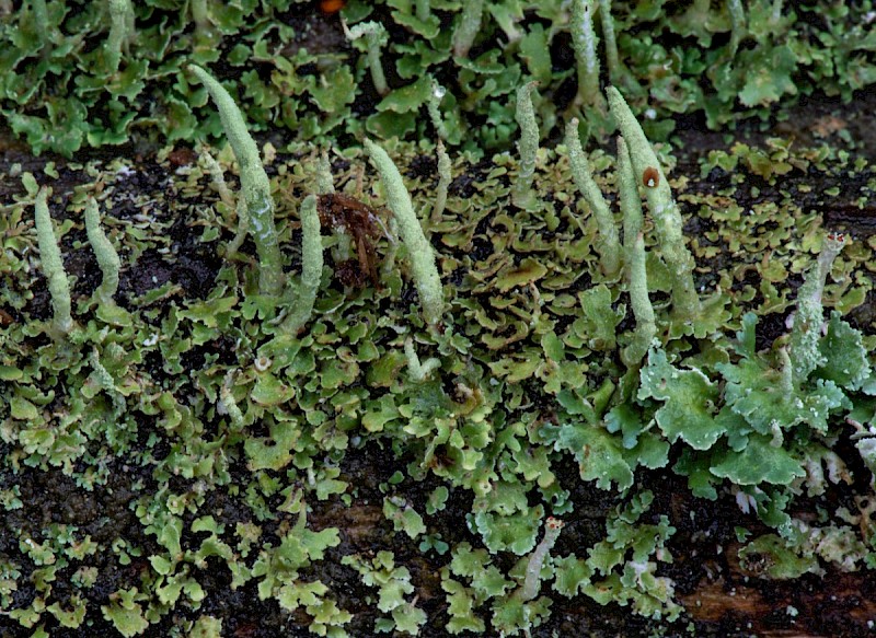 Cladonia coniocraea - © Charles Hipkin