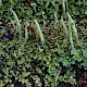 Cladonia coniocraea