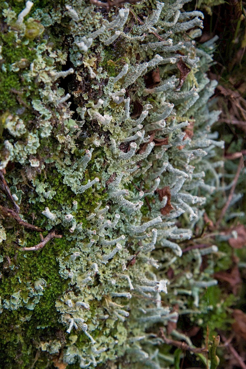 Cladonia coniocraea - © Charles Hipkin