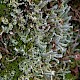 Cladonia coniocraea