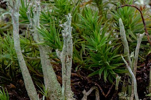 Cladonia crispata var. cetrariiformis Organ-pipe Lichen