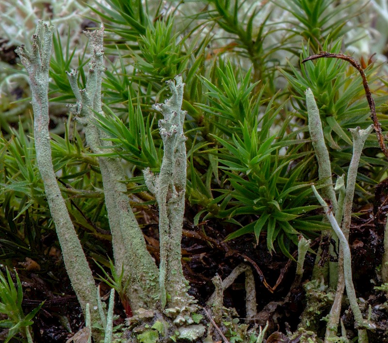 Cladonia crispata var. cetrariiformis - © Charles Hipkin