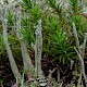 Cladonia crispata var. cetrariiformis