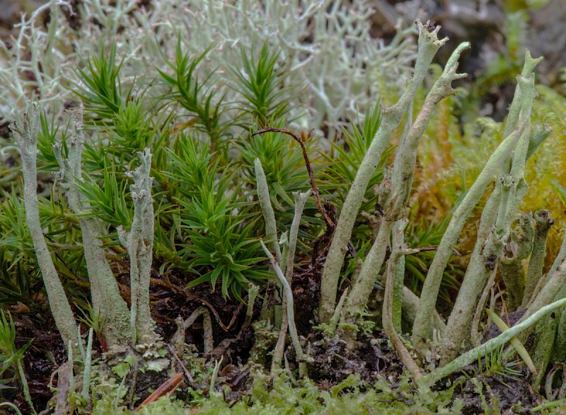 Cladonia crispata var. cetrariiformis - © Charles Hipkin