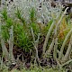 Cladonia crispata var. cetrariiformis