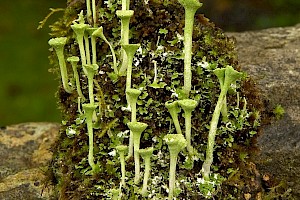 Cladonia fimbriata Fringed Cup Lichen