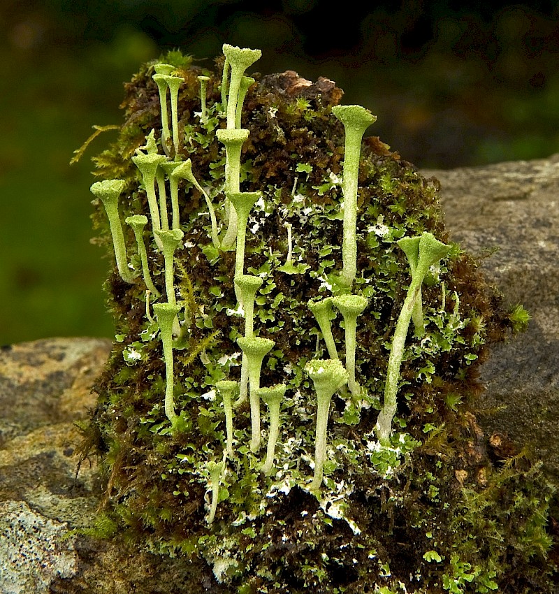 Cladonia fimbriata - © Charles Hipkin