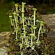 Cladonia fimbriata