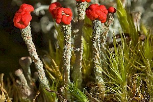 Cladonia floerkeana Gritty British Soldiers